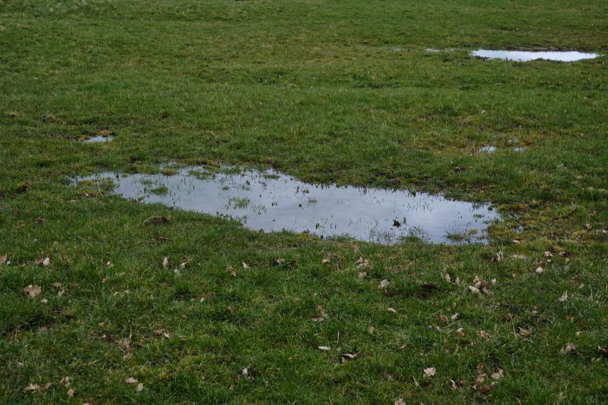 Standing water pooled on a saturated grass lawn